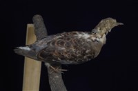 藏品(金背鳩)的圖片